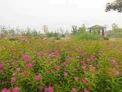 -尚贤河湿地