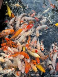 -华侨城洲际大酒店·宴会厅