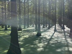 -渌洋湖湿地公园