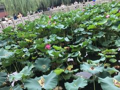 -西湖游船
