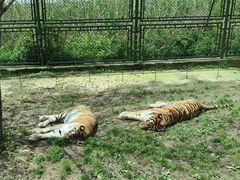 -上海野生动物园