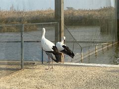 -盐城丹顶鹤湿地生态旅游区