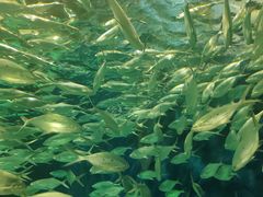 -上海海洋水族馆