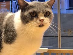 -啵啵喵·猫咖(攀华国际店)