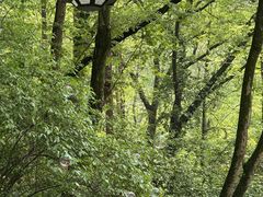 -家烧面馆【南山路知名经典面食】