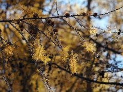 -塞罕坝国家级自然保护区