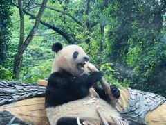 -中国大熊猫保护研究中心雅安碧峰峡基地