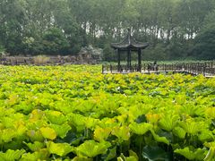 -合肥滨湖国家森林公园