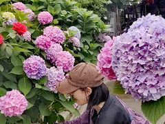 -樂桃源奉贤黄桃种植采摘基地