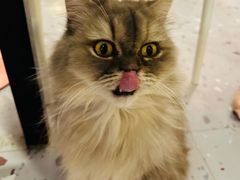 -喵匠猫主题咖啡(凯德和平广场店)