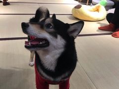 -逗柴咖啡屋·狗咖猫咖宠物桌游