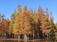 -白鹭湾湿地公园