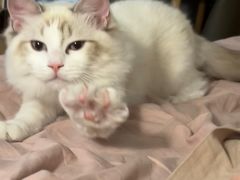 -中农大我爱我爱动物医院·核磁CT·猫病·24小时夜诊中心(石佛营店)