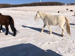 -塞罕坝国家级自然保护区