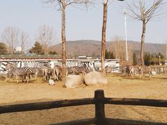 -大连森林动物园