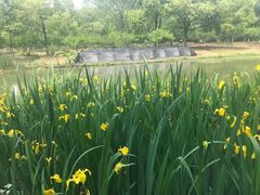 -昆山城市生态森林公园