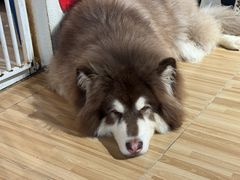 -喵小馆·猫咖狗咖猪咖·饮品店