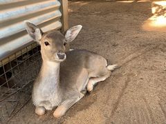 -费瑟代尔野生动物园