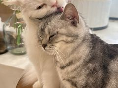 -共舞时光猫咖·狗咖(新街口店)