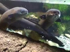 -凯莉-塔尔敦海洋生物水族馆