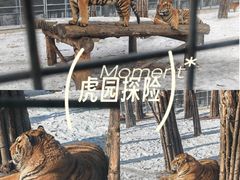-横道河子东北虎林园