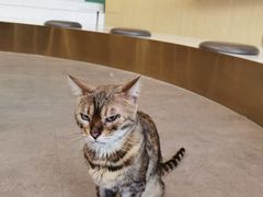 -飞行喵MR PILOT|猫舍·猫咖(静安大融城店)