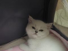-瑞派康怡24h宠物医院·犬猫医疗中心·微创绝育(瑞景分院)