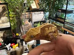 -酷以爬仙阁实体爬宠店·守宫·蜥蜴·专业繁育