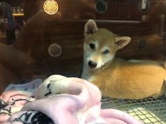 -Goku PET SHOP宠物视觉生活馆(双井店)