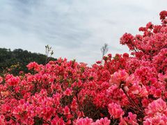 -木兰云雾山