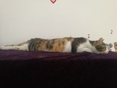 -瑞派福兴宠物医院犬猫全科·骨科·中西医结合(河东店)