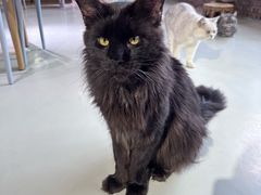 -豆逗聊愈猫阁Easy Life