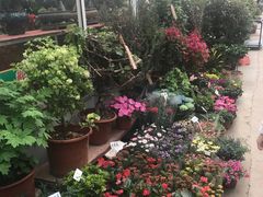 -龙大花卉苗木市场