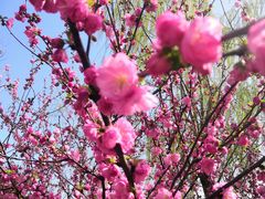 -桃花堤公园