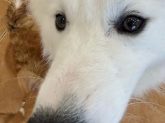 -Let's go狗咖·猫咖·奶狗·桌游(春熙路IFS店)