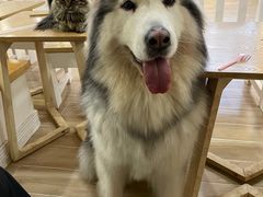 -李小姐の猫咖啡馆(五角场店)