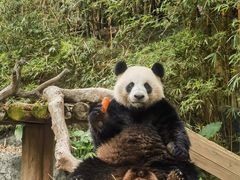 -广州长隆野生动物世界