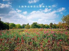 -上海滨江森林公园