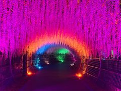 -大塘金香草谷