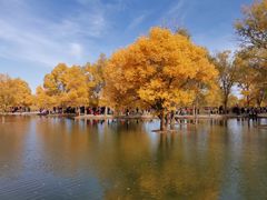 -金塔沙漠胡杨林景区