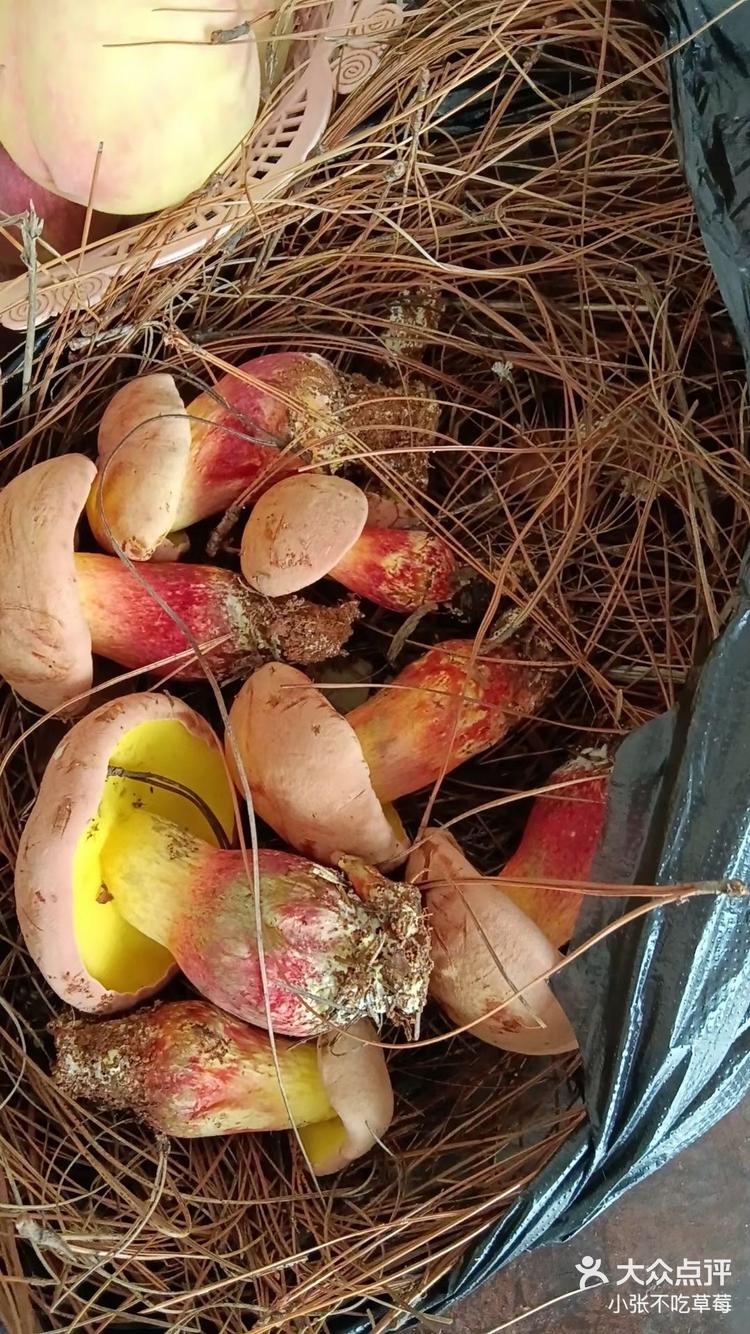 牛肝菌种类你认识几种-大众点评