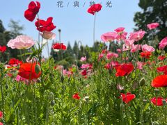 -上海滨江森林公园