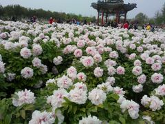 android_upload_pic-曹州牡丹园