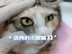 -北京观赏动物医院·24小时大型综合·猫专科·异宠专科