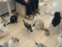 -有喵·猫咖·狗咖·30几只猫10只小狗(岗厦店)