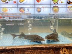 -饭怕鱼·黄焖鲟龙鱼(湖大店)