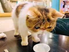 -猫小院猫主题咖啡厅(北锣店)