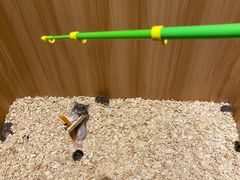 -zoonana室内动物园(东方福来德店)