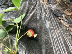 -大自然农场蔬菜草莓采摘园