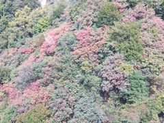 -少华山国家森林公园